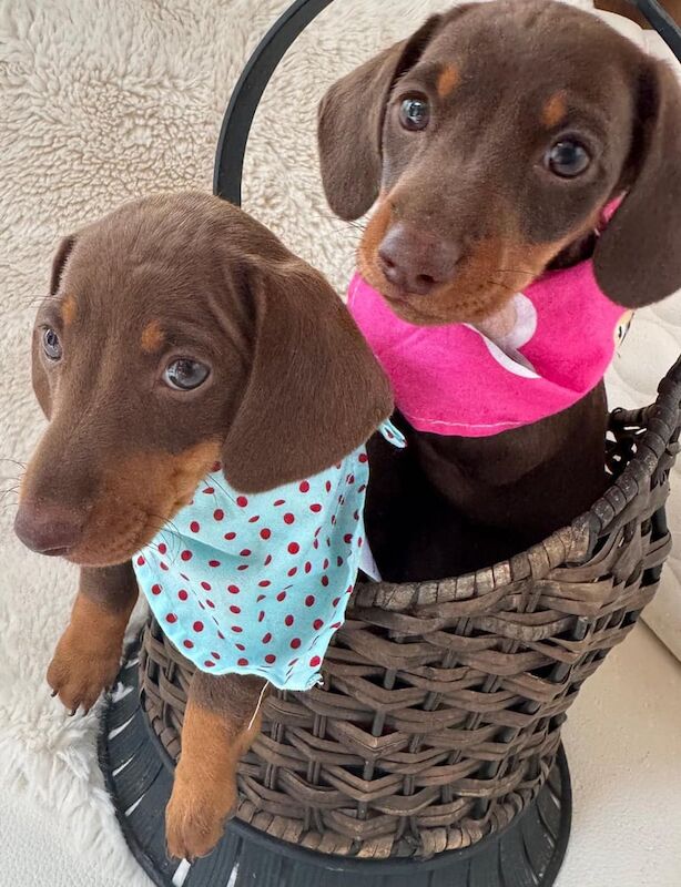 Dachshund puppies for sale in Telford, Shropshire