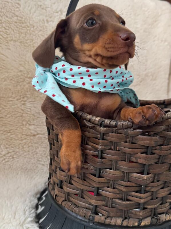 Dachshund puppies for sale in Telford, Shropshire - Image 2