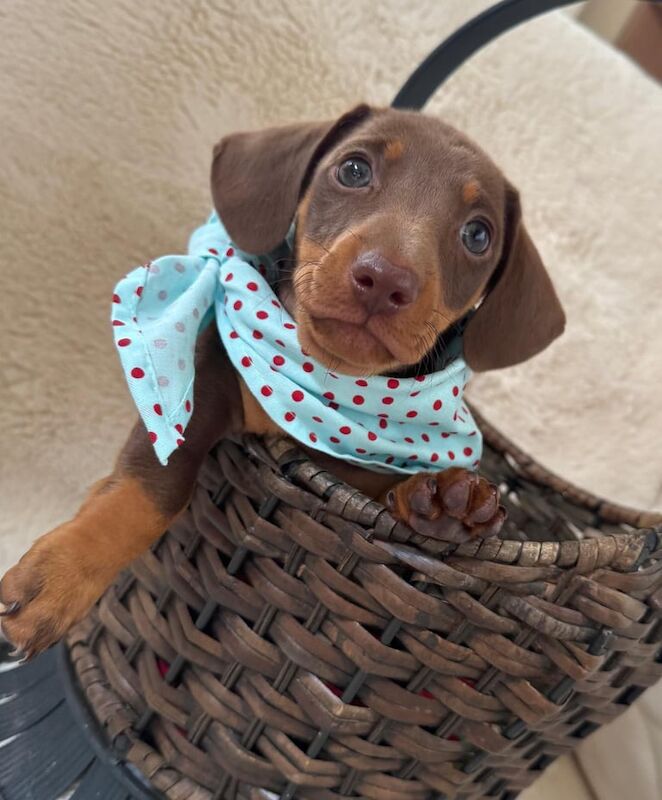 Dachshund puppies for sale in Telford, Shropshire | Image 3