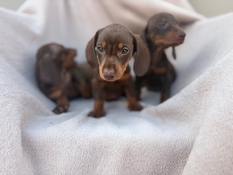 Dachshund puppies for sale in Willenhall, West Midlands – 8 weeks old