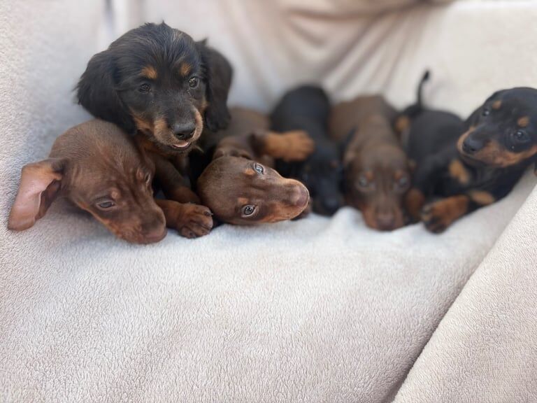 Dachshund puppies for sale in Willenhall, West Midlands – 10 weeks old - Image 2 of 2