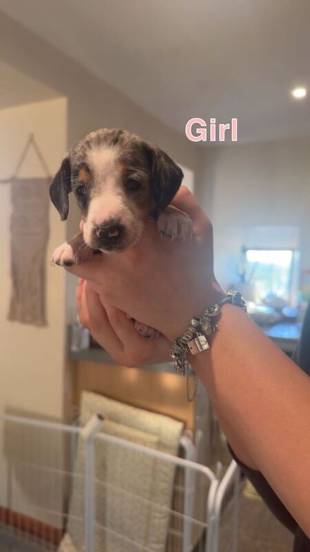 Dachshund puppies for sale in Charlestown of Aberlour, Banffshire – 3 weeks old
