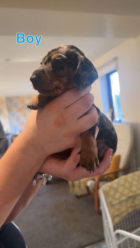 Dachshund puppies for sale in Charlestown of Aberlour, Banffshire – 5 weeks old - Image 2 of 3