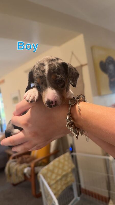 Dachshund puppies for sale in Charlestown of Aberlour, Banffshire – 5 weeks old - Image 3 of 3