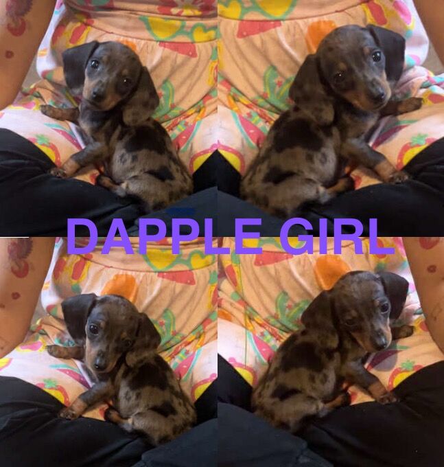 Dachshund puppies for sale in Bradford, West Yorkshire – 9 weeks old