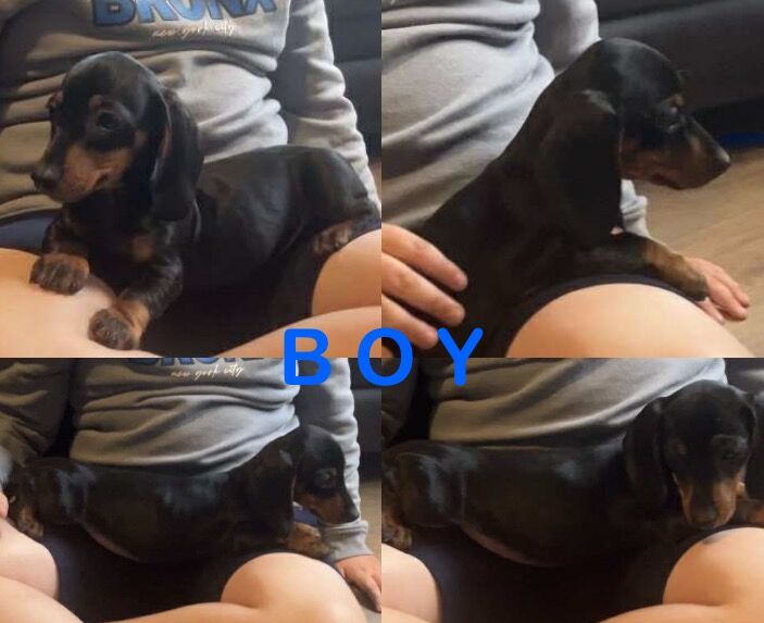 Dachshund puppies for sale in Bradford, West Yorkshire – 9 weeks old - Image 2 of 5