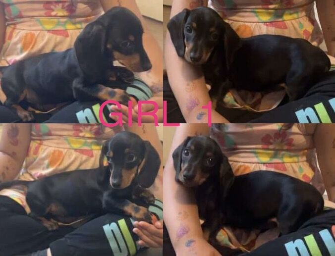 Dachshund puppies for sale in Bradford, West Yorkshire – 9 weeks old - Image 3 of 5