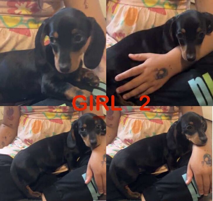 Dachshund puppies for sale in Bradford, West Yorkshire – 9 weeks old - Image 4 of 5