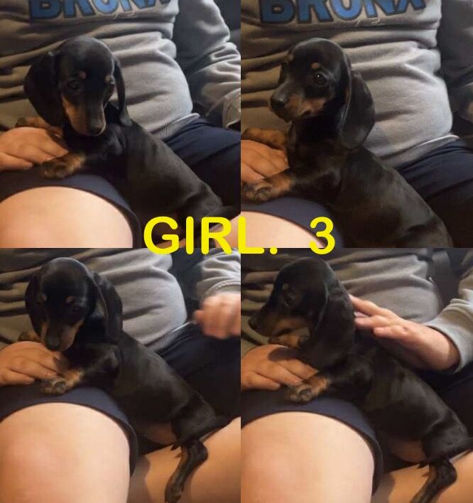 Dachshund puppies for sale in Bradford, West Yorkshire – 9 weeks old - Image 5 of 5