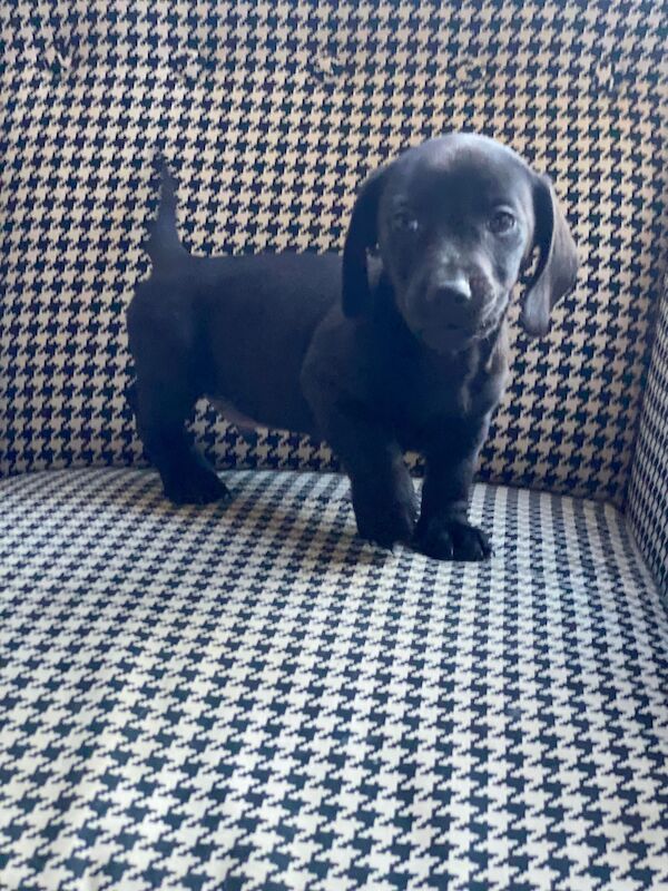 Pure black dachshund puppy for sale in Brighouse, West Yorkshire