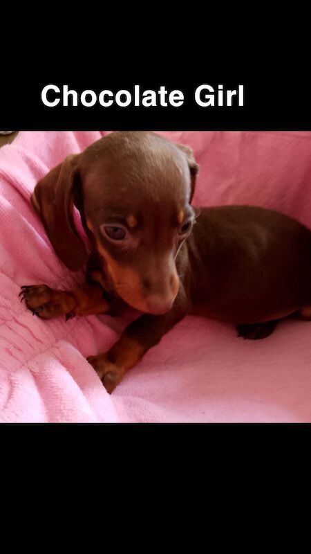 Dachshund puppies for sale in Harlow, Essex | Image 4