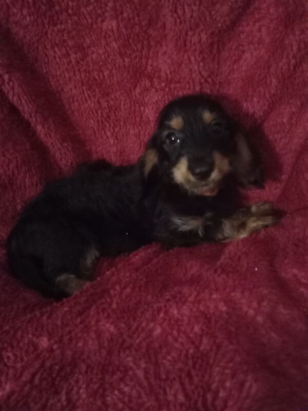 Miniature Dachshund puppies for sale in Milford Haven / Aberdaugleddau, Dyfed - Image 1