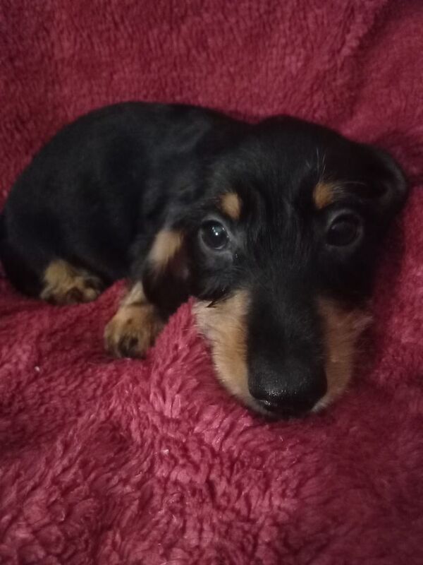 Dachshund puppies for sale in Milford Haven / Aberdaugleddau, Dyfed – 1 week old