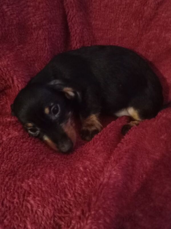 Miniature Dachshund puppies for sale in Milford Haven / Aberdaugleddau, Dyfed - Image 3