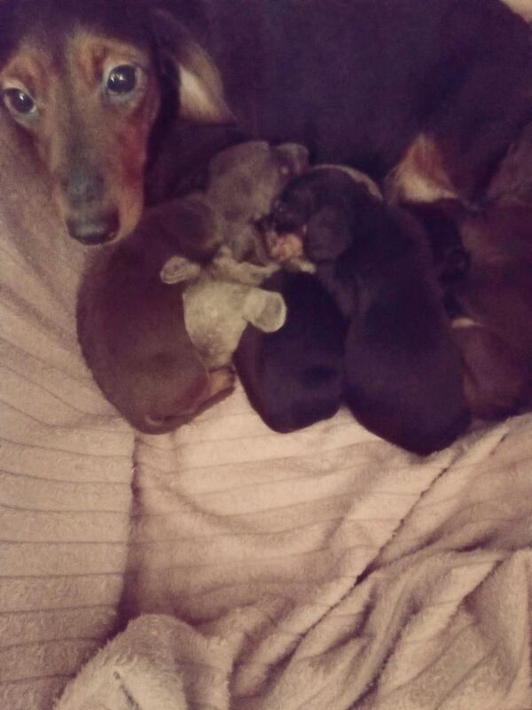 Miniature Dachshund puppies for sale in Milford Haven / Aberdaugleddau, Dyfed - Image 4
