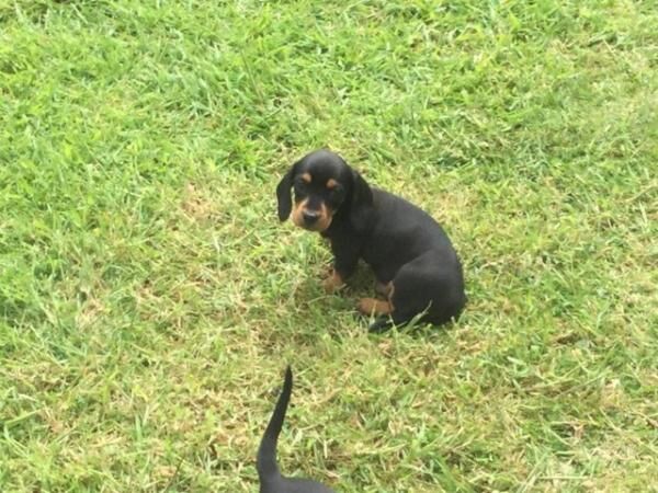 Dachshund puppies for sale in Bromyard, Herefordshire