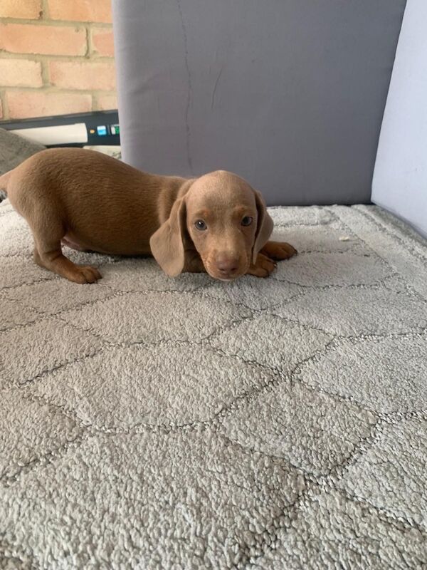 Dachshund puppies for sale in Dartford, Kent – 10 weeks old