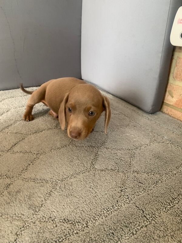 Dachshund puppies for sale in Dartford, Kent – 10 weeks old - Image 2 of 3