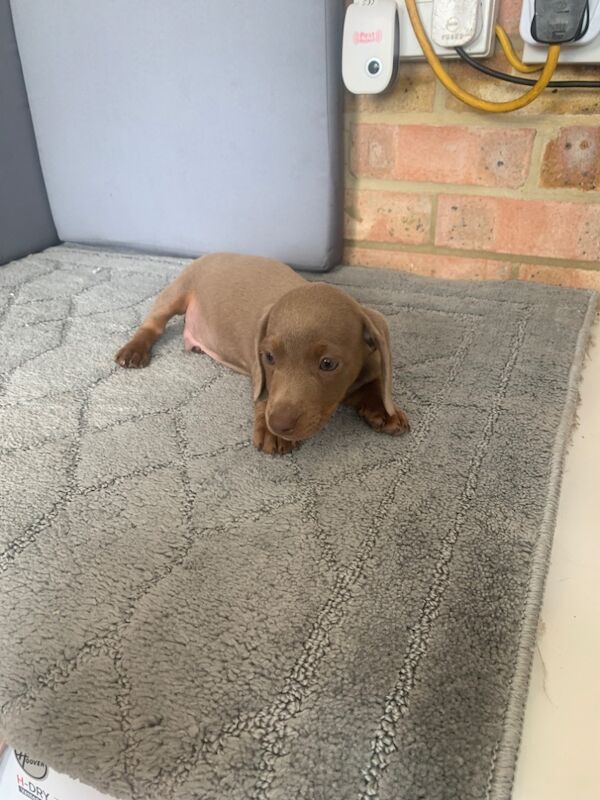 Dachshund puppies for sale in Dartford, Kent – 10 weeks old - Image 3 of 3