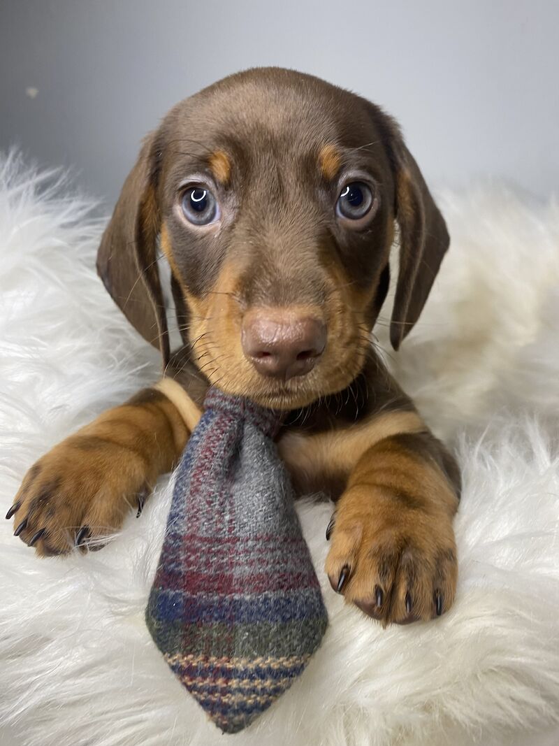 Dachshund pups for sale in Ely, Cardiff
