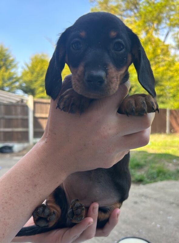 Dachshund pups for sale in Norwich, Norfolk | Image 2
