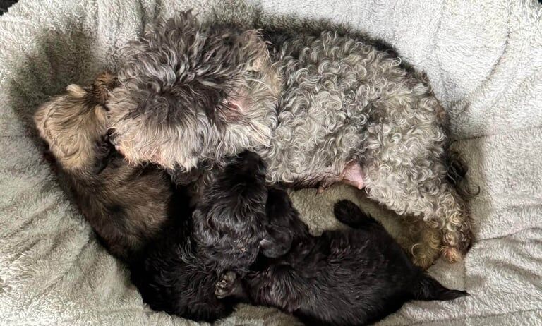 Dachshund puppies for sale in Muirhead, Angus – 8 weeks old