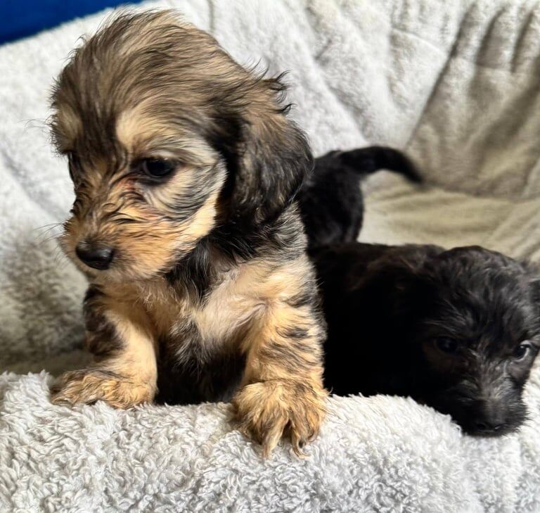 Dachshund puppies for sale in Muirhead, Angus – 10 weeks old - Image 2 of 3