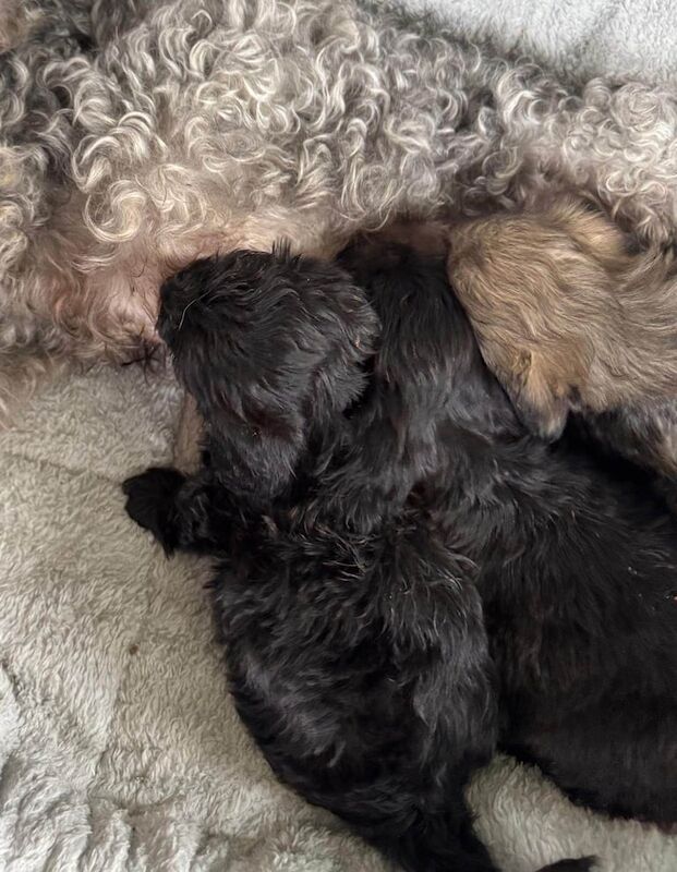 Dachshund puppies for sale in Muirhead, Angus – 10 weeks old - Image 3 of 3