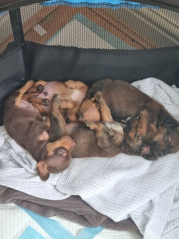 Dachshund x puppies for sale in Downham Market, Norfolk