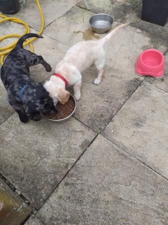 Dachshunds cross labrador one Male one female for sale in Woking, Surrey