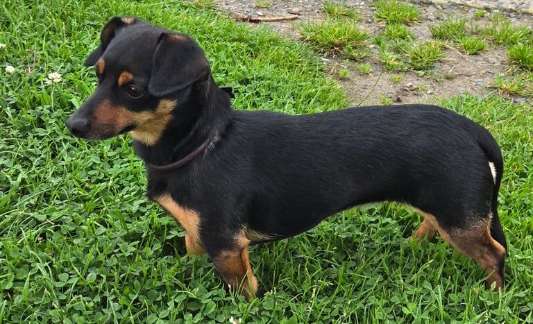 Dachshund puppies for sale in Ballynahinch, County Down – 3 years old