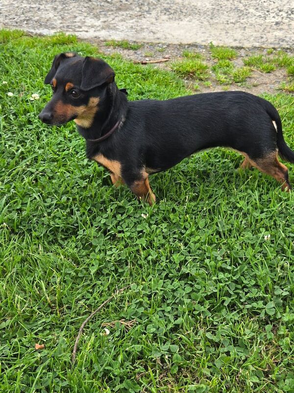 Dachshund puppies for sale in Ballynahinch, County Down – 3 years old - Image 2 of 3