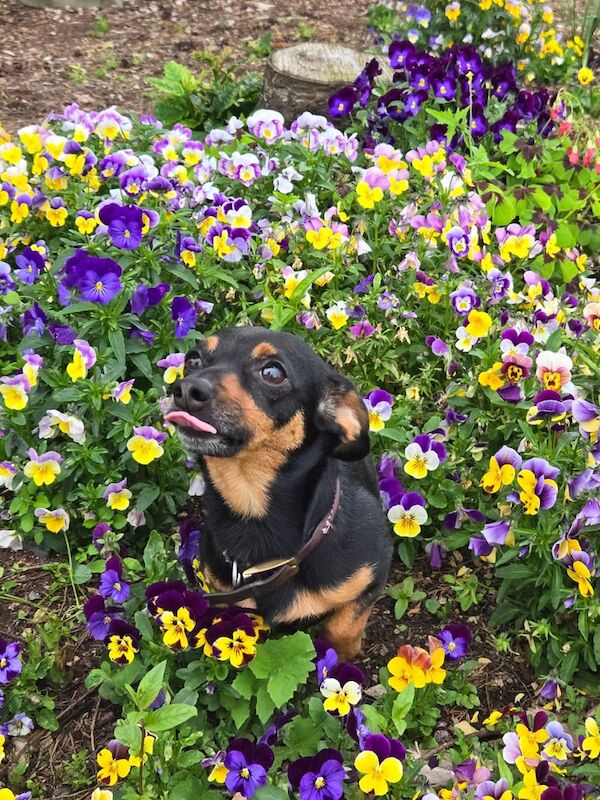 Dachshund puppies for sale in Ballynahinch, County Down – 3 years old - Image 3 of 3