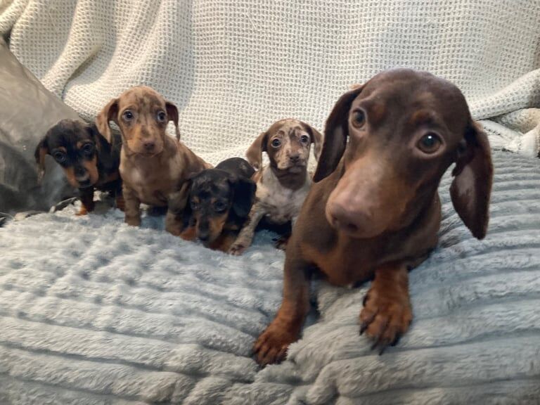 Dapple dachhund puppies for sale in Keady, County Armagh