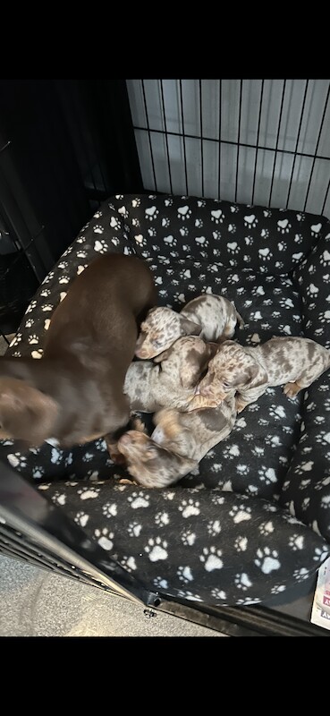 Dachshund puppies for sale in Bolton, Greater Manchester – KC registered, 1 year old