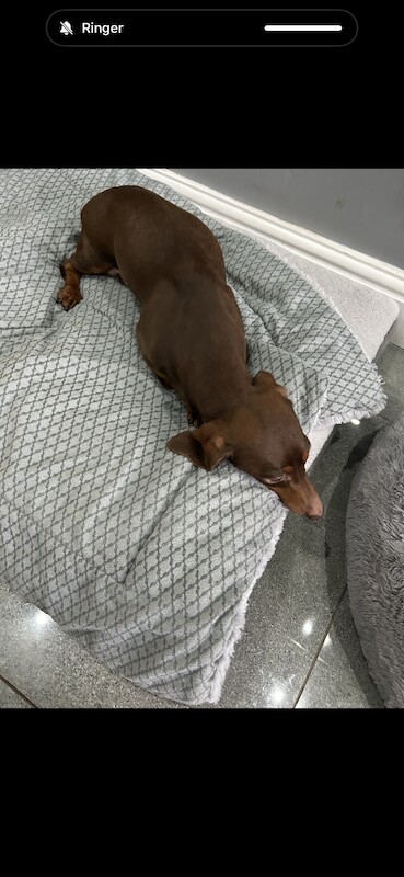 Dachshund puppies for sale in Bolton, Greater Manchester – KC registered, 1 year old - Image 2 of 13