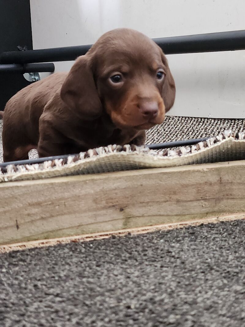Daschund puppies for sale in Bewdley, Worcestershire | Image 3