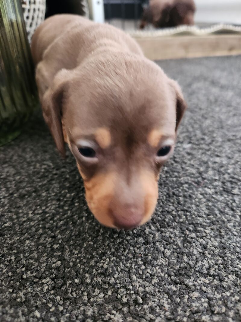 Daschund puppies for sale in Bewdley, Worcestershire | Image 4