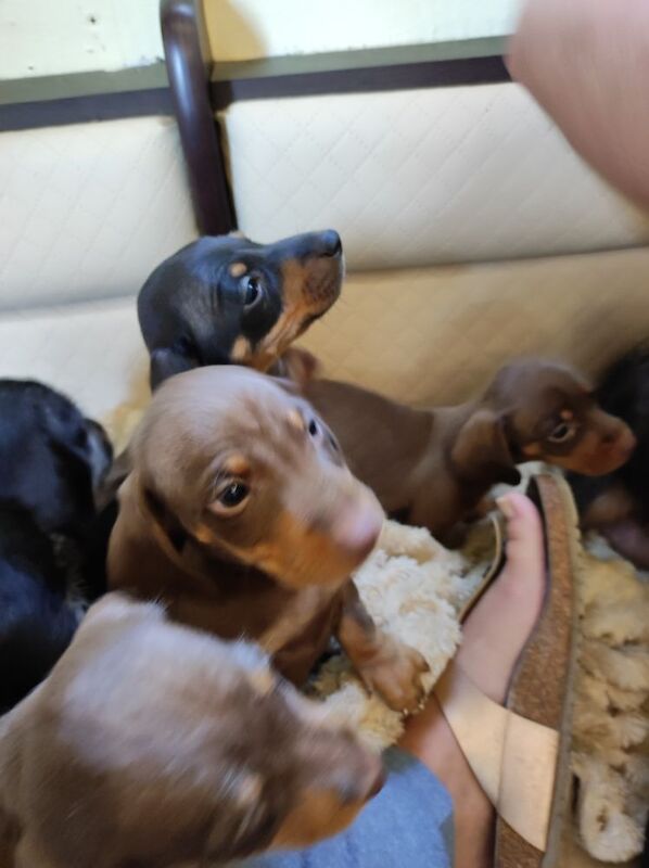 Daschund puppy's for sale in Northamptonshire | Image 2