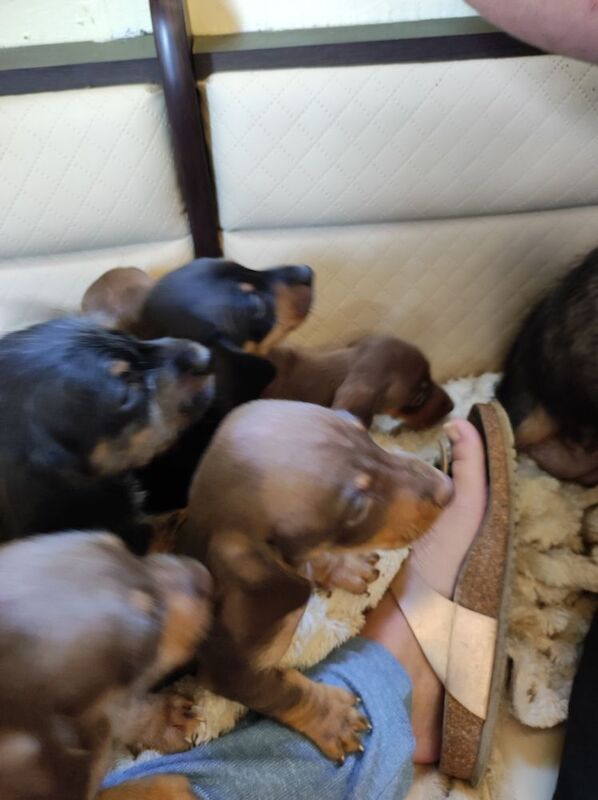 Daschund puppy's for sale in Northamptonshire | Image 3