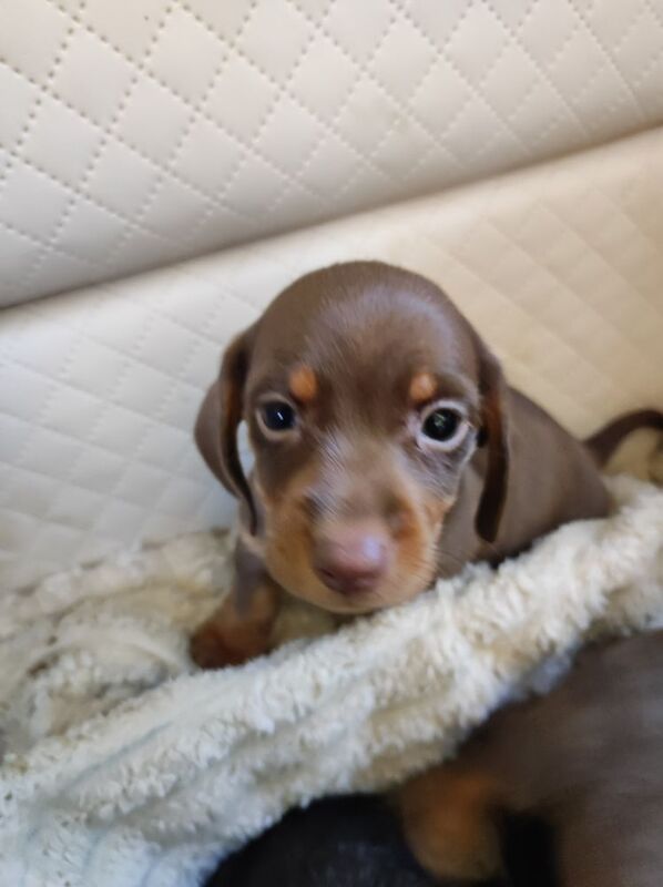 Daschund puppy's for sale in Northamptonshire | Image 4
