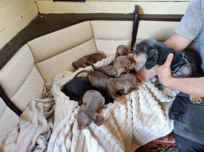Dachshund puppies for sale in Northamptonshire – 11 months old - Image 5 of 6