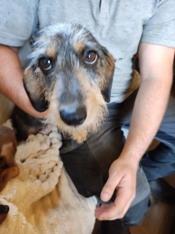 Dachshund puppies for sale in Northamptonshire – 11 months old - Image 6 of 6