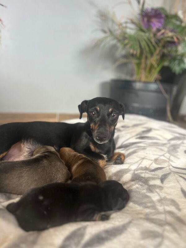 Dachshund puppies for sale in Upwell, Norfolk – 1 week old - Image 1 of 9
