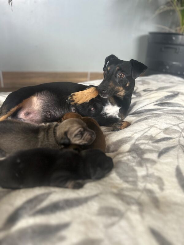 Dachshund puppies for sale in Upwell, Norfolk – 1 week old - Image 2 of 9