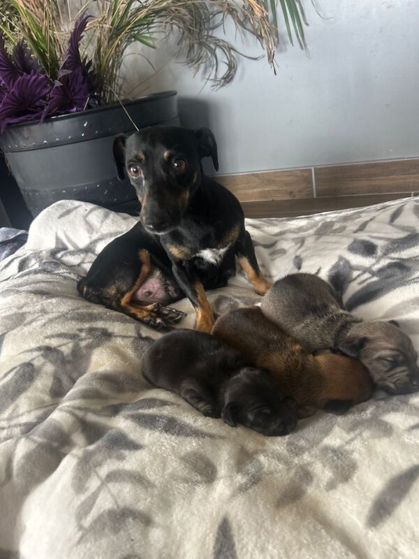 Dachshund puppies for sale in Upwell, Norfolk – 1 week old - Image 3 of 9