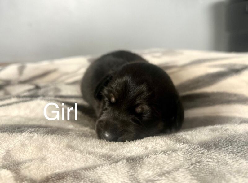 Dachshund puppies for sale in Upwell, Norfolk – 1 week old - Image 4 of 9