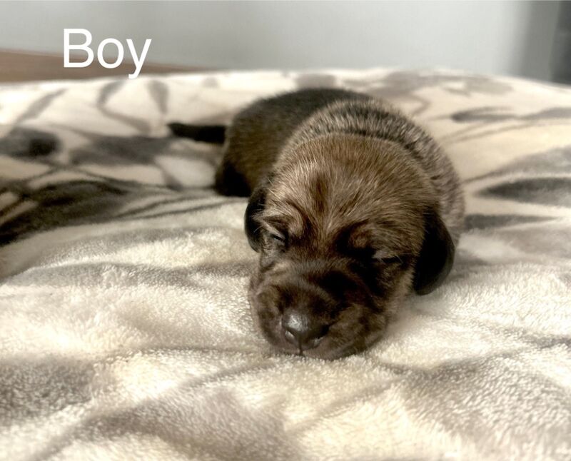 Dachshund puppies for sale in Upwell, Norfolk – 1 week old - Image 5 of 9