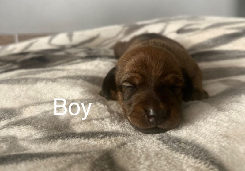 Dachshund puppies for sale in Upwell, Norfolk – 1 week old - Image 6 of 9