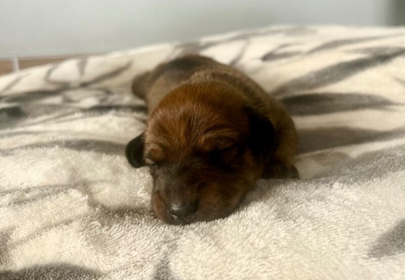 Dachshund puppies for sale in Upwell, Norfolk – 1 week old - Image 7 of 9